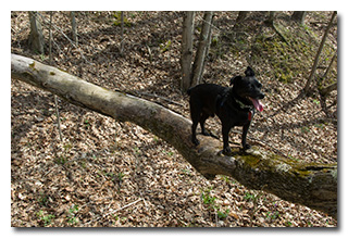 Tree-climbing little dog Theo