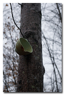 A cup in a tree
