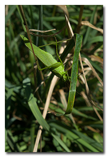 A Grasshopper -- click to enlarge