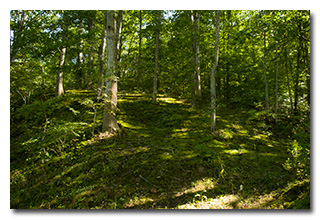 A tree-covered hill along the way to see Lake Rupert -- click to enlarge