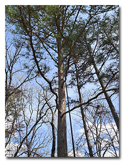 Eric's mast extending up through a fir tree