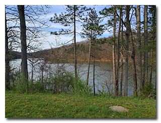 a lake viewed through trees