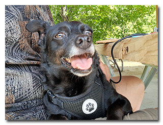 Theo-dog