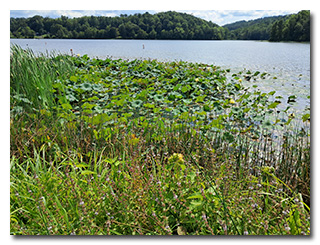 Lake Logan