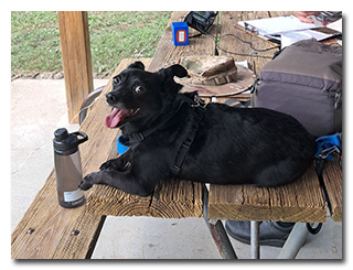 Theo-dog