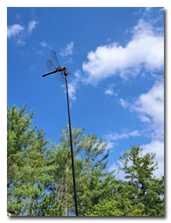 A dragonfly