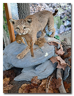a taxidermy bobcat
