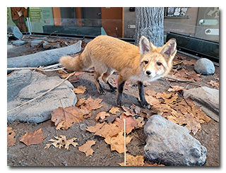 a taxidermy red fox