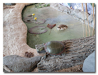 a taxidermy river otter, turtle, and frog