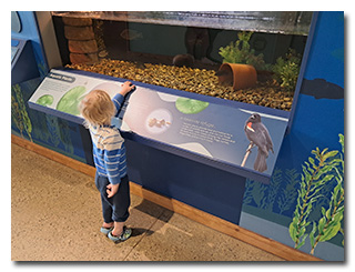 young boy standing in front of an aquarium