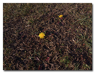 Dandelions