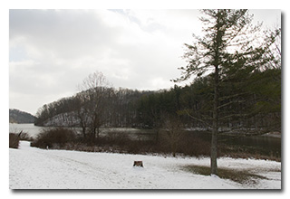 snow-covered ground