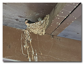a fledgling barn swallow