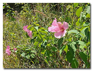 a flower