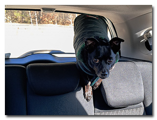 A small black dog perching on a seat-back