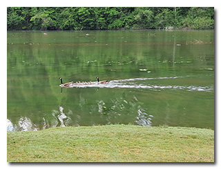 Geese and goslings