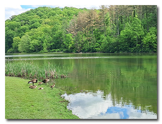 Geese and goslings