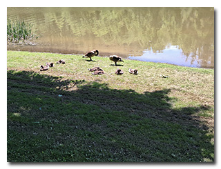 geese with goslings