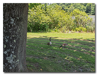 geese with goslings