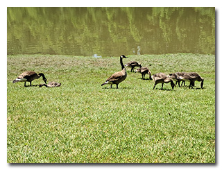 two adult Canada geese with goslings