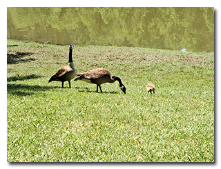 two adult Canada geese with one gosling