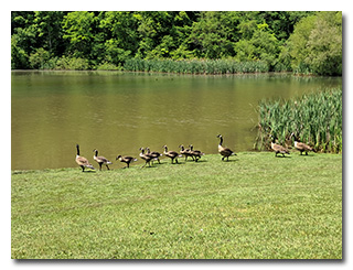 Canada geese and goslings