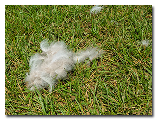 goose down on the grass