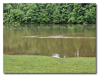 Canada geese adults and goslings on the water