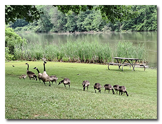 Canada geese adults and goslings grazing on a lawn