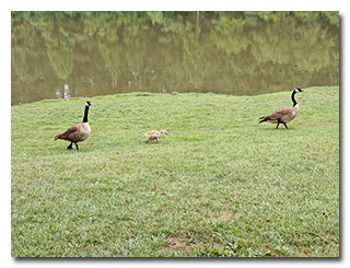 Canada geese adults and a small gosling