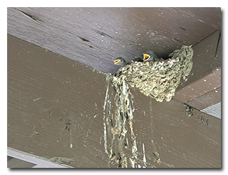 baby barn swallows in a nest