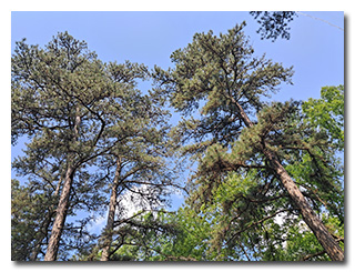 a blue sky viewed through trees