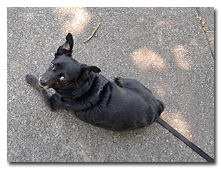 Theo-dog lying on the concrete
