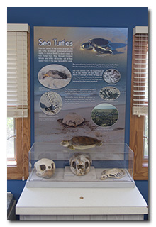 poster about sea turtles