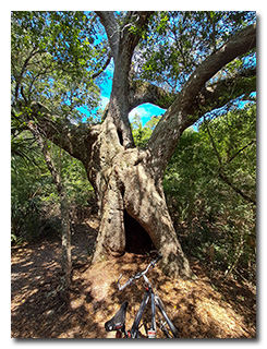 The Timmons Oak