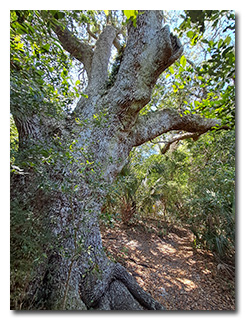 The Timmons Oak