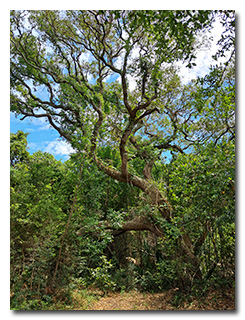 a live oak