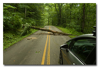 fallen tree