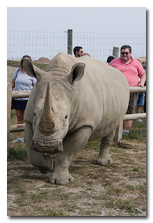 a rhinoceros