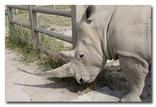 a rhinoceros