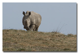 a rhinoceros