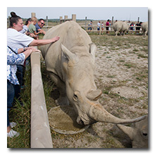 a rhinoceros