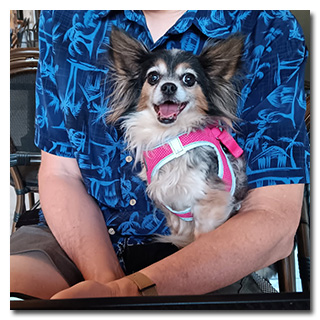 A tiny dog named Gracie