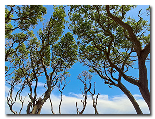 trees