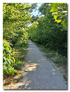 a trail through woods