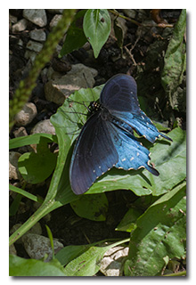 a butterfly