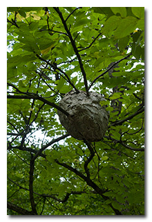 A hornet's nest