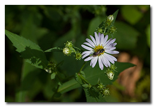 A flower and pollinator